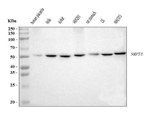 Anti-SRP54 Antibody Picoband®