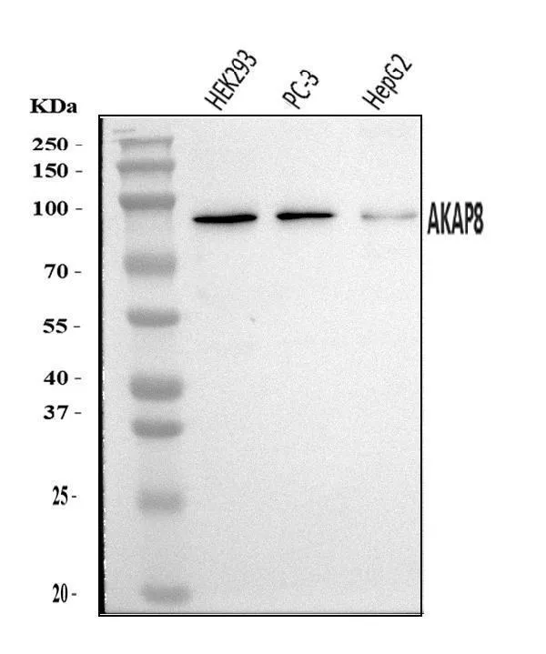 Anti-AKAP 95/AKAP8 Antibody Picoband®