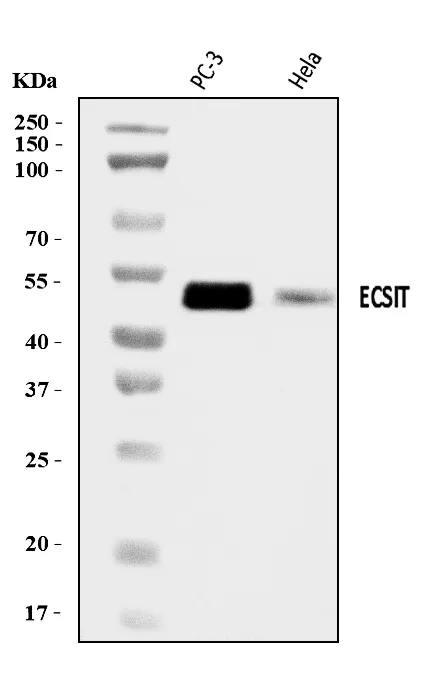 Anti-ECSIT Antibody Picoband®