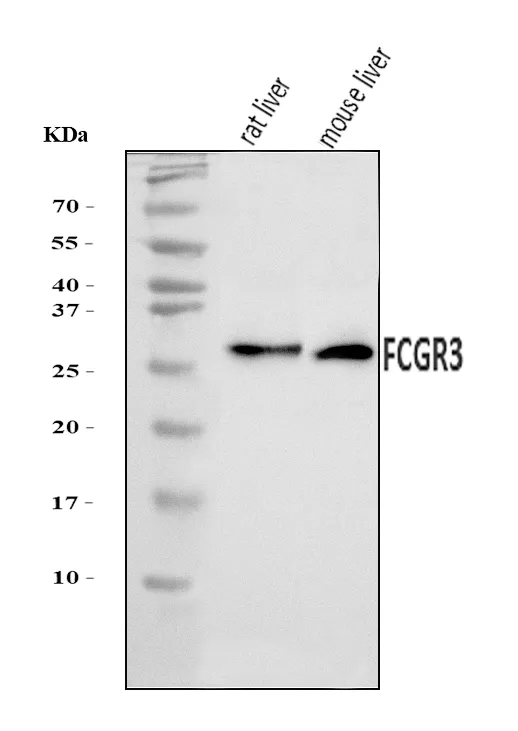 Anti-CD16/Fcgr3 Antibody Picoband®