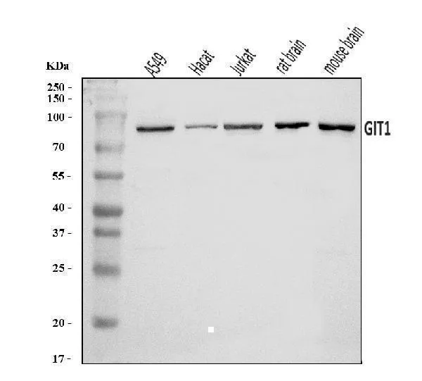Anti-GIT1 Antibody Picoband®