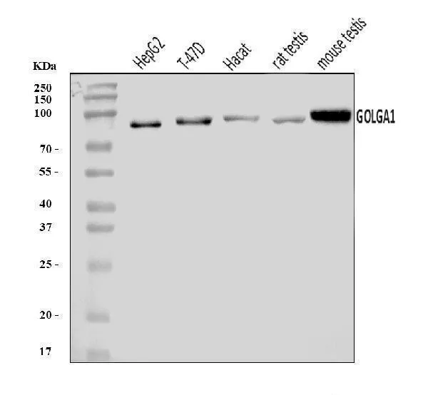 Anti-Golgin 97/GOLGA1 Antibody Picoband®
