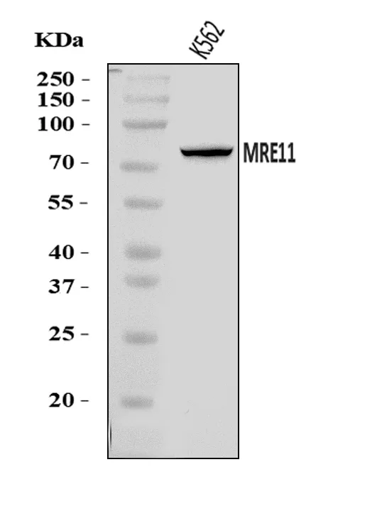 Anti-MRE11 Antibody Picoband®
