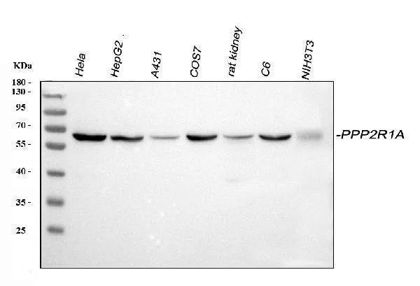 Anti-PPP2R1A Antibody Picoband®