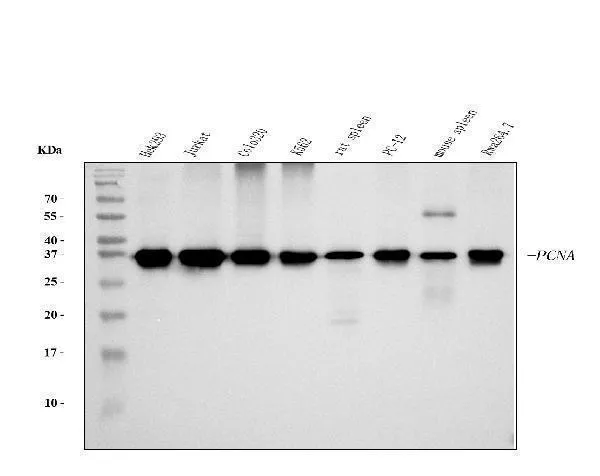 Anti-PCNA Antibody Picoband® (monoklonale, 2G2)