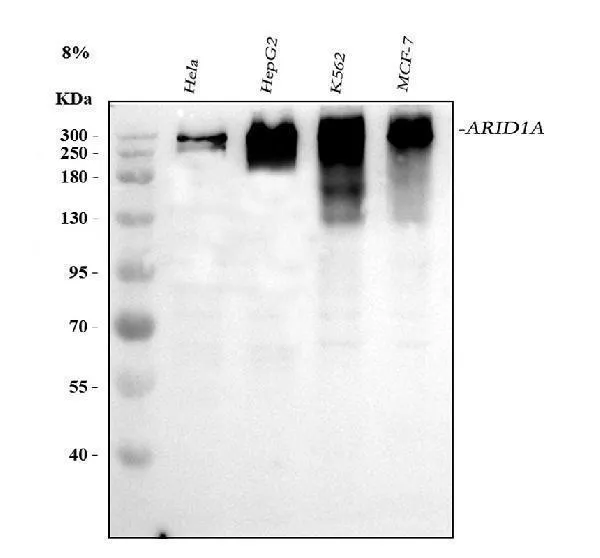 Anti-ARID1A Antibody Picoband®