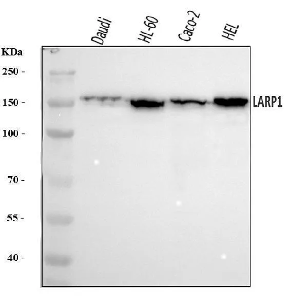 Anti-LARP1 Antibody Picoband®