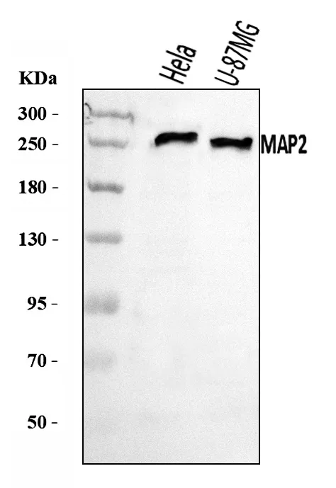 Anti-MAP2 Antibody Picoband®