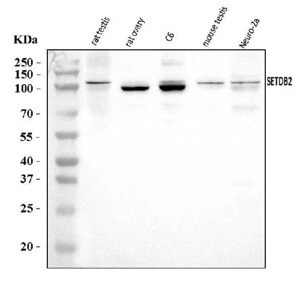 Anti-CLLD8/Setdb2 Antibody Picoband®