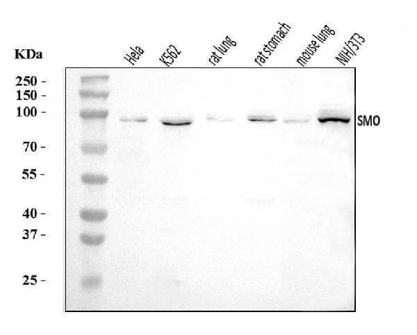 Anti-gegladde/SMO Antibody Picoband®