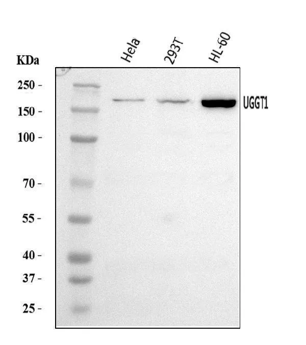 Anti-UGGT/UGT1/UGGT1 Antibody Picoband®