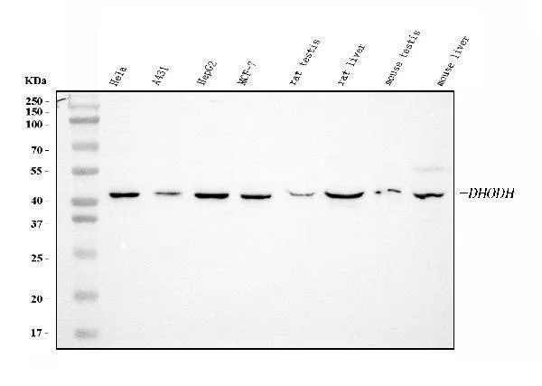 Anti-DHODH Antibody Picoband® (monoklonale, 2G7)