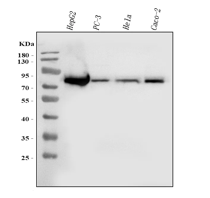 Anti-FACL4/ACSL4 Antibody Picoband® (monoklonale, 4I7)