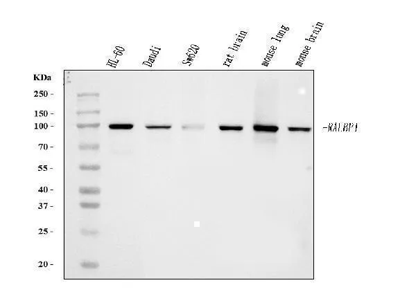 Anti-RALBP1 Antibody Picoband® (monoklonale, 2F9D3)