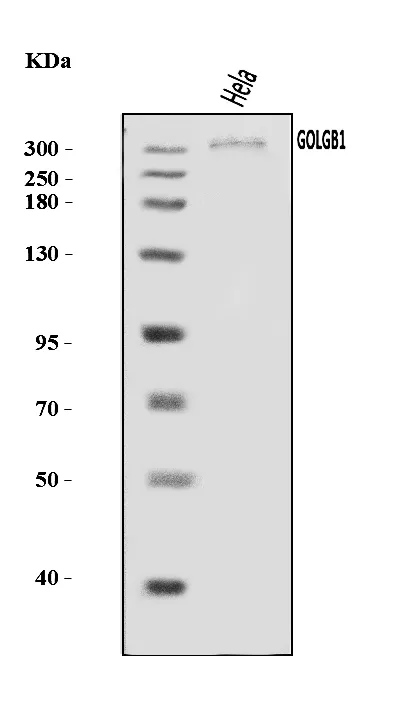 Anti-Giantin/GOLGB1 Antibody Picoband®