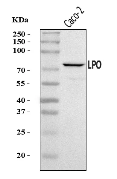Anti-LPO Antibody Picoband®