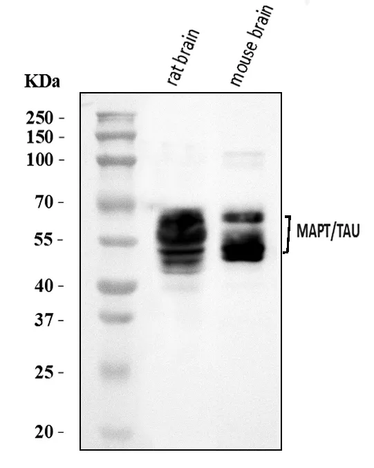 Anti-Tau/MAPT Antibody Picoband®