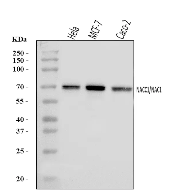 Anti-Nac1/NACC1 Antibody Picoband®
