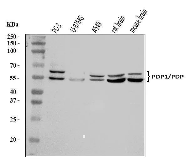 Anti-PDP1/PDP Antibody Picoband®