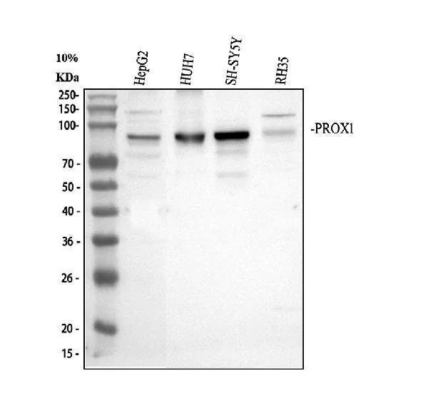 Anti-PROX1 Antibody Picoband®