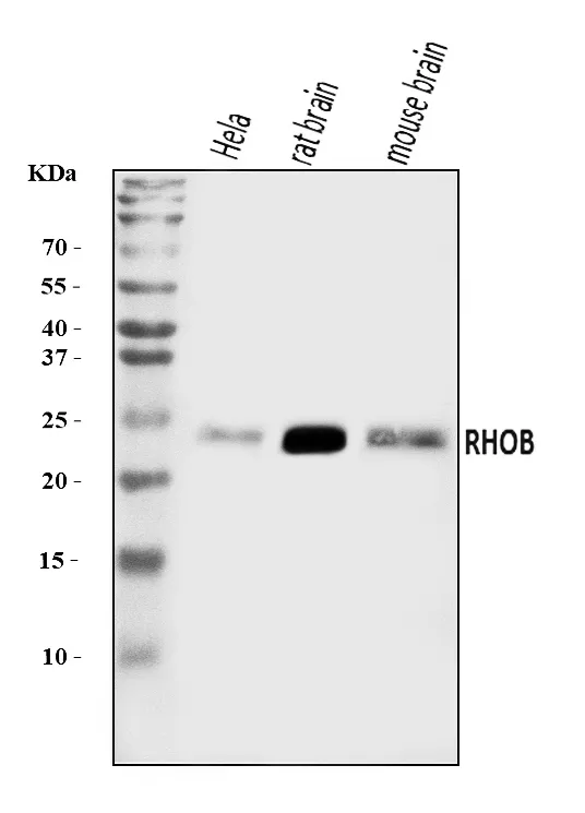 Anti-RHOB Antibody Picoband®
