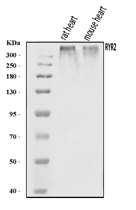 Anti-RYR2 Antibody Picoband®
