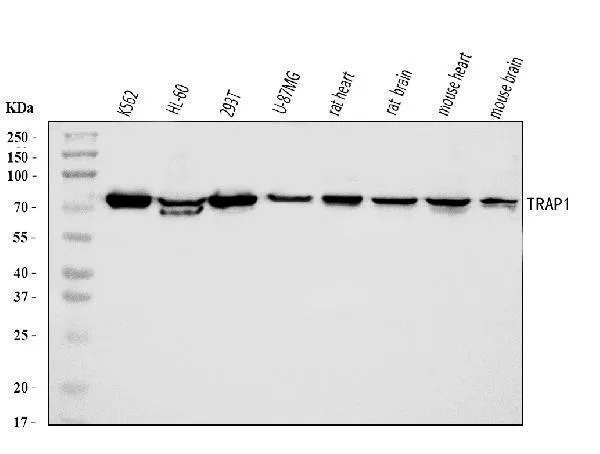 Anti-TRAP1 Antibody Picoband®