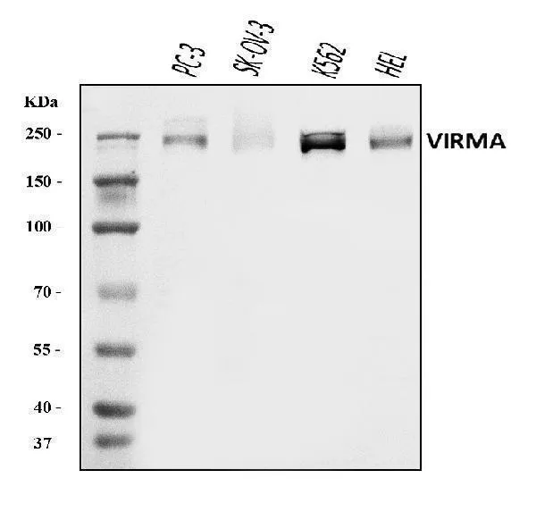 Anti-KIAA1429/VIRMA Antilichaam Picoband®