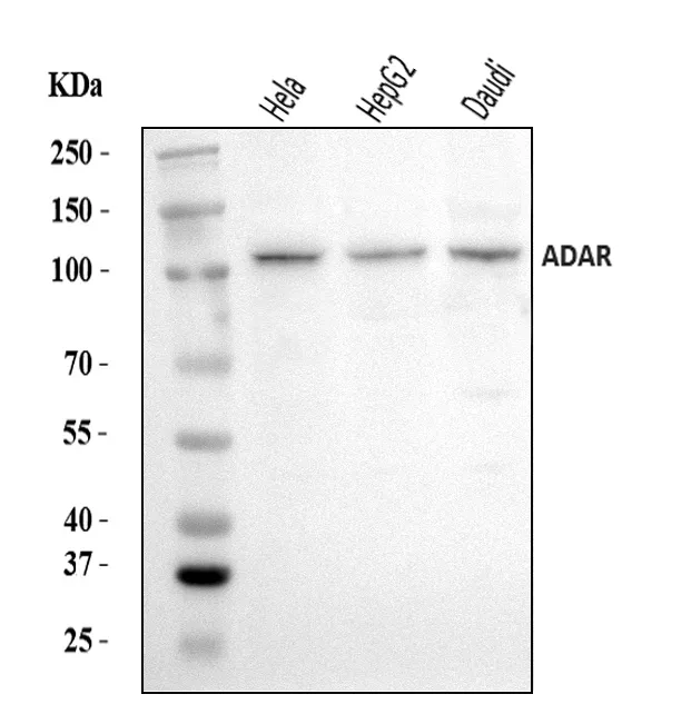 Anti-ADAR1/ADAR Antibody Picoband®