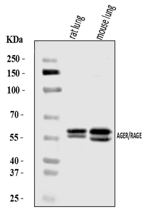 Anti-RAGE/AGER Antibody Picoband®