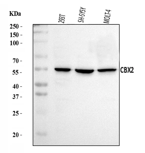 Anti-CBX2 Antibody Picoband®