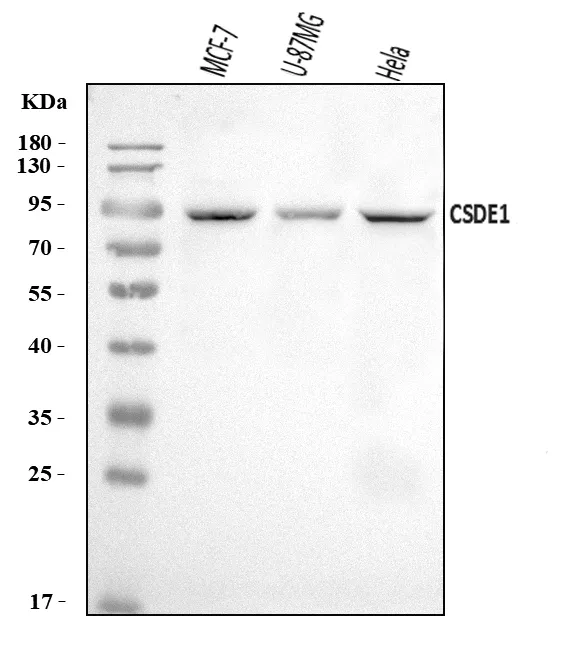 Anti-CSDE1/NRU Antibody Picoband®