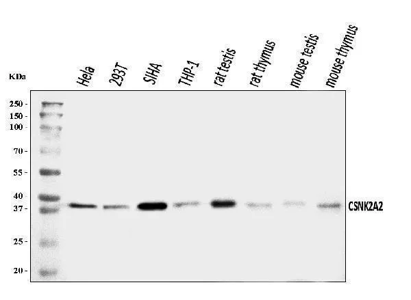 Anti-CSNK2A2 Antibody Picoband®