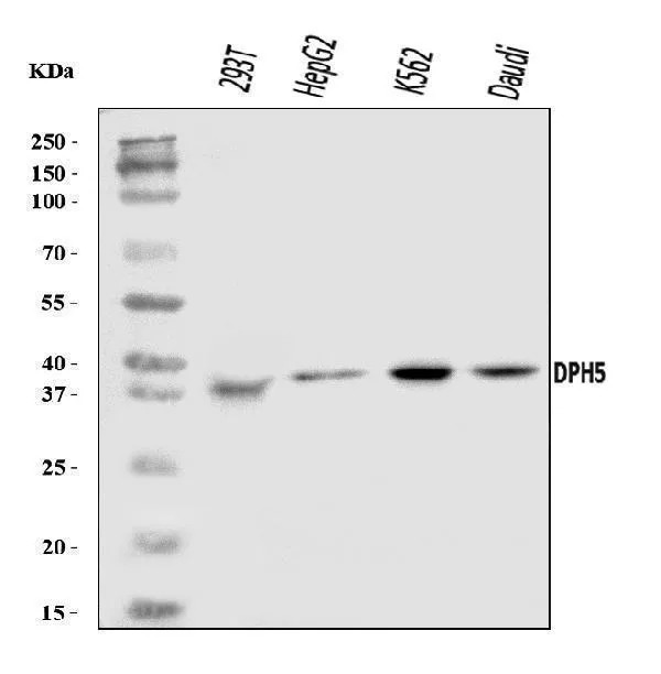 Anti-DPH5 Antibody Picoband®