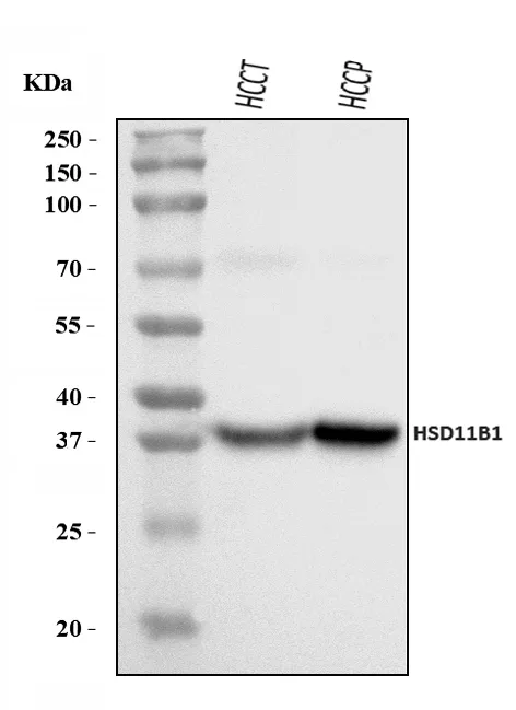 Anti-HSD11B1 Antibody Picoband®