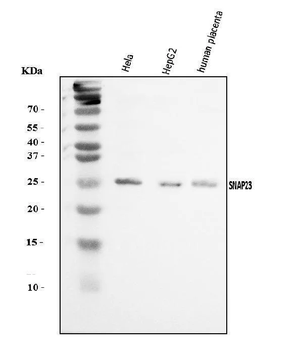 Anti-SNAP23 Antibody Picoband®