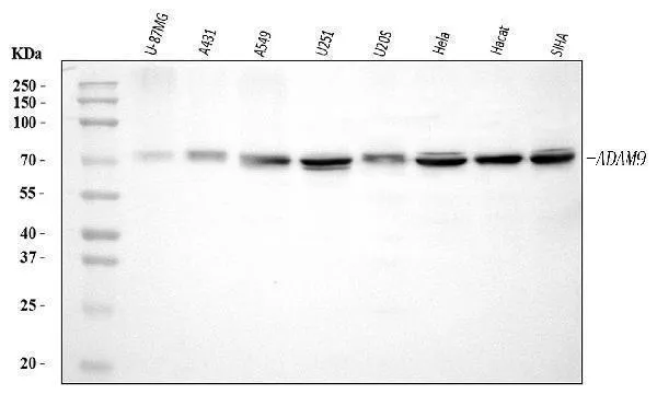 Anti-ADAM9 Antibody Picoband®