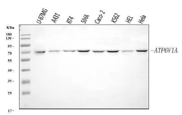 Anti-ATP6V1A Antibody Picoband®