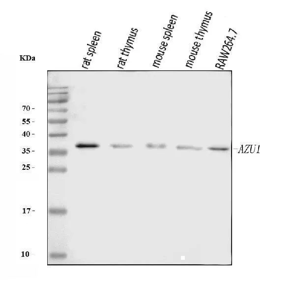 Anti-Azurocidine/ASU1 Antibody Picoband®