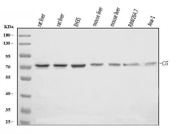 Anti-C5 Antibody Picoband®