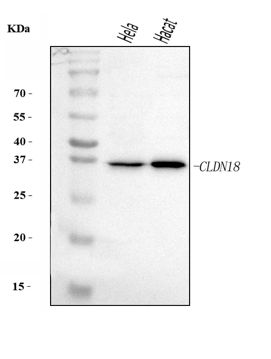 Anti-Claudin18/CLDN18 Antibody Picoband®