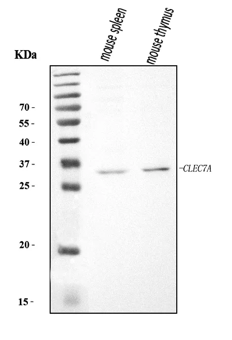 Anti-Dectin-1/Clec7a Antibody Picoband®