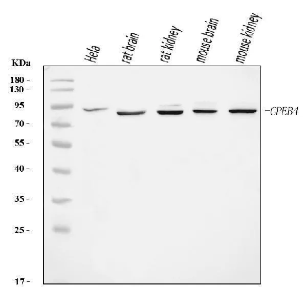 Anti-CPEB4 Antibody Picoband®