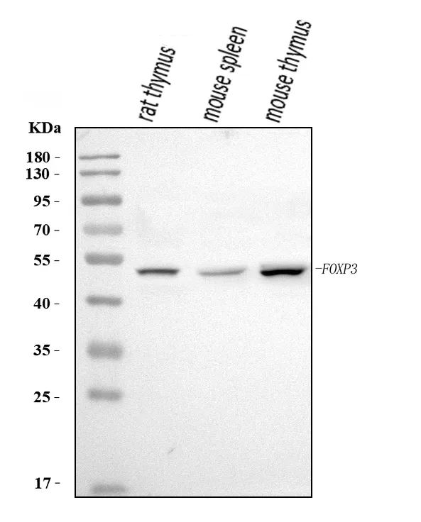 Anti-Foxp3 Antibody Picoband®