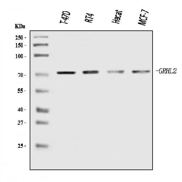 Anti-GRHL2 Antibody Picoband®