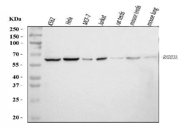 Anti-hHR23A/RAD23A Antilichaam Picoband®