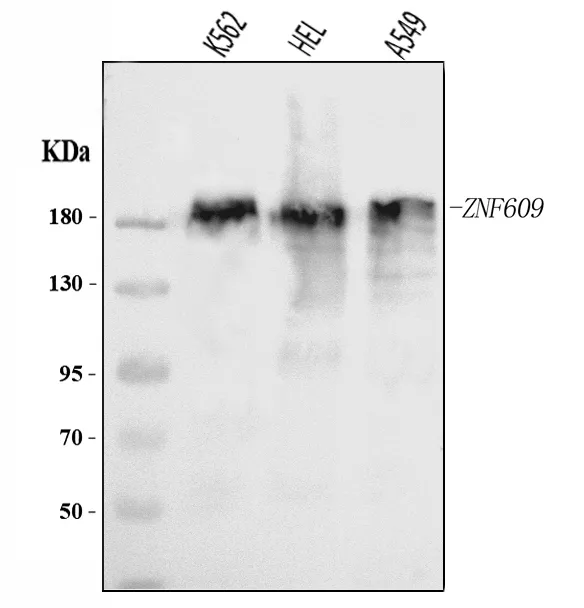 Anti-ZNF609 Antibody Picoband®