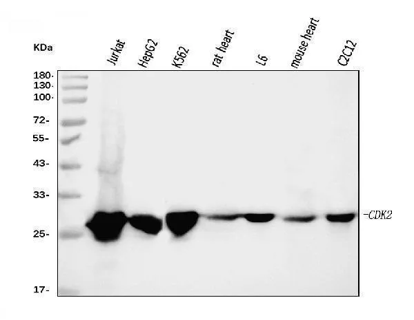 Anti-Cdk2 Antibody Picoband® (monoklonale, 5B12D1)