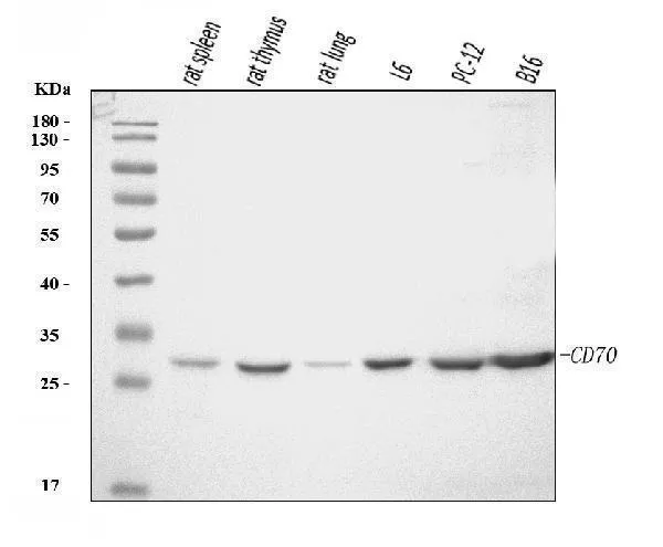Anti-Cd70 Antibody Picoband®