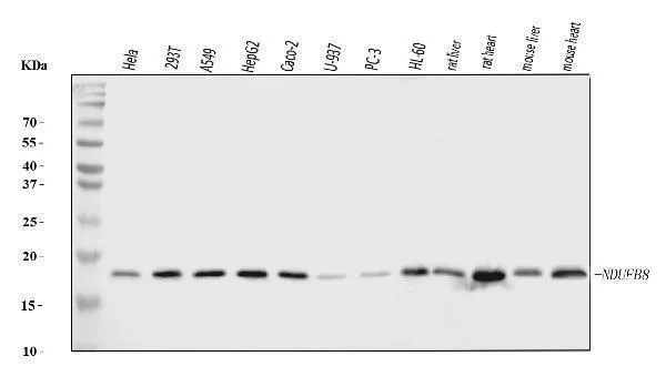 Anti-NDUFB8 Antibody Picoband®